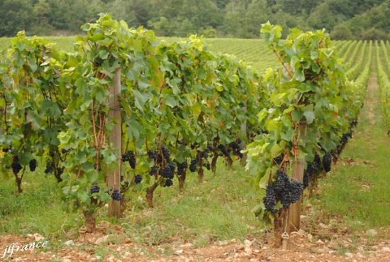 Route des vins de bourgogne 2019 6