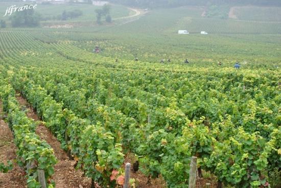 Route des vins de bourgogne 2019 7